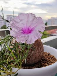Image result for Ipomoea bolusiana