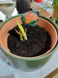 Image result for dipladenie amonea