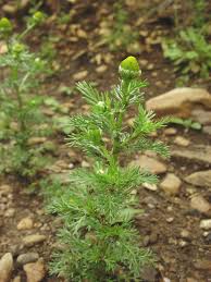 Image result for Dicoma arenaria