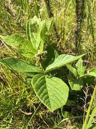 Image result for Eriosema cordatum