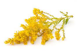 Goldenrod Solidago Flowers On A White Background Sponsored Affiliate Ad Solidago White Flowers Goldenrod Asthma Watery Eyes Goldenrod