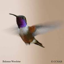 Birds Of The Bahamas Photos Birds Bahama Woodstar Photographed In Nassau Bahamas Birds North America Bahama