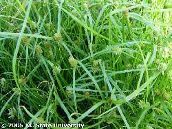 Image result for Kyllinga appendiculata