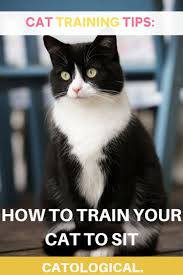 How To Train Your Cat To Sit Can They Do That Cat Parenting Cat Training Senior Cat Care