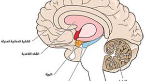سراب الذاكرة ما الذي ينتقيه الدماغ للاحتفاظ به وكيف