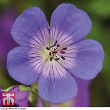 No wonder this plant has won multiple awards, including the 2008 perennial plant of the year. Geranium Rozanne Plug Plants Thompson Morgan