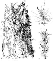 Image result for Andropogon canaliculatus