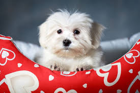 Mini malteser welpe hund uschi bellt. Der Malteser Hund Mymalteser De
