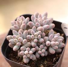 Kalanchoe Humilis Britten Kalanchoe Prasina Kalanchoe Figueiredoi Live Succulent Plant Cactus Y Suculentas Plantas Suculentas Suculentas