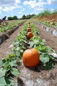 Secrets For Growing Pumpkins In Your Garden My Desired Home Fall Garden Vegetables Growing Pumpkins Growing Vegetables