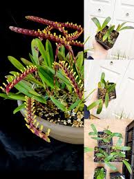 Image result for Bulbophyllum falcatum