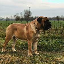 Bullmastiff Nodarobulls Spencer Tracy Bull Mastiff Dogs Bull Mastiff Giant Dogs
