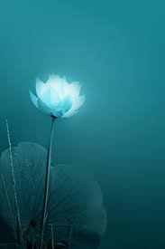 image result for color teal 蓮 イラスト 美しい花 蓮の花