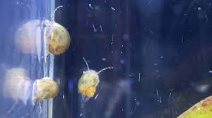 Baby Mystery Snails Youtube