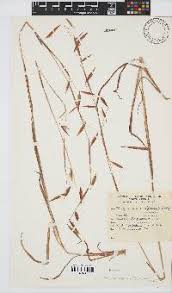 Image result for Monocymbium