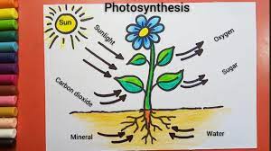 Check spelling or type a new query. Photosynthesis Diagram Drawing Youtube