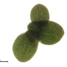 Image result for Wolffiella welwitschii