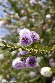 Image result for Melaleuca