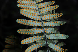 Image result for Pleopeltis  × simiana