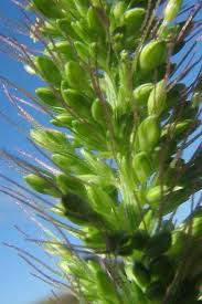 Image result for Setaria longiseta