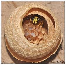 How Long Do Wasps Live? (Guide To Wasp Lifecycle) | Ecoguard