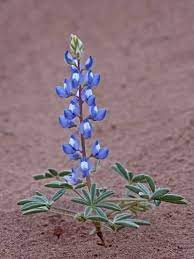 Pin On Flowers
