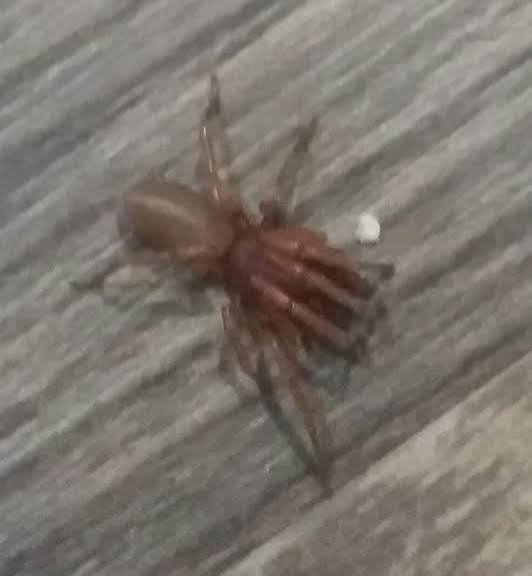 Dysdera crocata (Woodlouse Hunter) in Las Vegas, Nevada United States