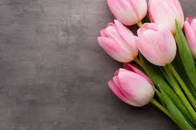 Bundle Of Pink Tulip Flowers Flowers Bouquet Tulips Pink Fresh Pink Flowers Beautiful Tulips Tulips Wallpaper Pink Flowering Trees Pink Flower Bouquet