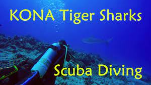 Tiger Sharks Scuba Diving Kona Big Island Hawaii Gopro 4k Youtube