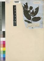 Image result for Keetia gueinzii