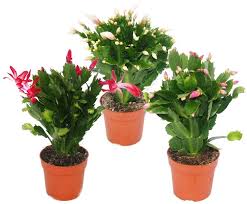 Climate, zone, growth what fertilizer is best for a christmas cactus?. Christmas Cactus Schlumbergera Set Of 3 Plants Amazon Co Uk Garden Outdoors