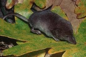 Maybe you would like to learn more about one of these? Ipohtaiping Blogspot Com 11 Cara Menghalau Tikus Dan Cencurut Yang Masuk Rumah Paling Berkesan