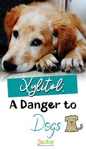 Xylitol A Danger To Dogs In 2020 Modern Dog Toys Best Dog Toys Fancy Dog