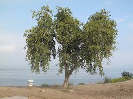 Image result for Dalbergia sissoo