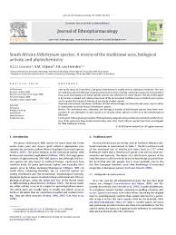 Image result for Helichrysum cephaloideum