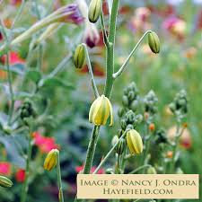 Image result for Albuca sp. no. 1