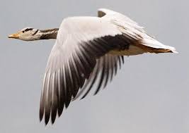 Black And White Goose With Red Beak Pin On Bar Headed Goose