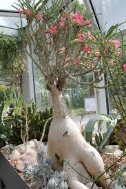 Image result for Adenium multiflorum