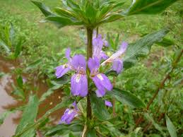 This transition to bharat standard 6 (bs6) puts an end to the sale of older bs iv petrol. Kulekhara This Local Plant Helps In Increasing Haemoglobin Know How To Use It