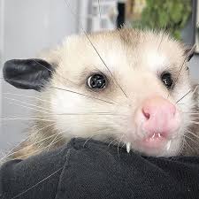 The vet will check for any injuries or abnormalities and provide a treatment plan if necessary. If You Think Opossums Are Scary Pests These Rescue Opossums May Change Your Mind 40 Pics Bored Panda
