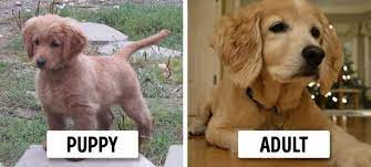 15 Dog Breeds That Look Like Puppies Forever Bright Side