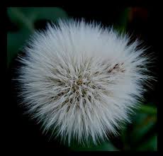 Como se dice diente de león en diferentes idiomas por favor vea abajo muchas formas de decir diente de león en diferentes idiomas. Dandelion Ingles Diente De Leon Quien No Ha Soplado Los Flickr