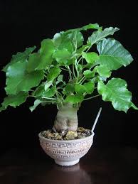 Image result for Ipomoea albivenia