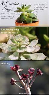 Succulents are the ideal houseplant, especially if you don't have a green thumb. Recognizing Understanding Signs Of Succulent Problems The Succulent Eclectic Succulent Display Succulent Care Succulent Garden Diy