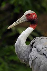 Large Grey Bird With White Ring Around Neck Sarus Crane The Tallest Of The Flying Birds Sarus Crane Pet Birds Bird