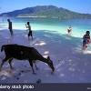 Pulau dayang bunting ialah sebuah pulau di daerah langkawi, kedah, malaysia. 1
