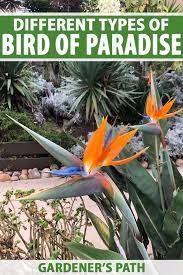 Different Types Of Bird Of Paradise Plants Gardener S Path In 2020 Paradise Plant Birds Of Paradise Plant Birds Of Paradise