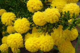 Image result for Acacia lasiopetala