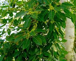 Image result for Ficus virens