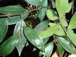 Image result for Cryptocarya transvaalensis